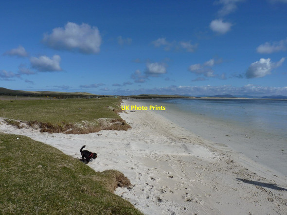 Photo 6"x4" Daft dog (Barkley) gets let loose on the sands of Tr\u00c3\u00a0igh Ear Greinetobht c2012