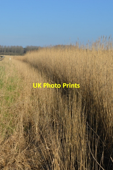 Photo 6"x4" Norfolk Reedbeds St Olaves c2012