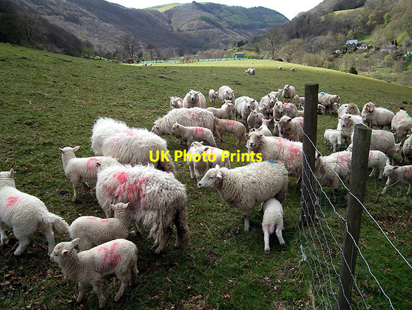 Photo 6"x4" Gregarious sheep in the Rheidol Valley Ystumtuen c2012