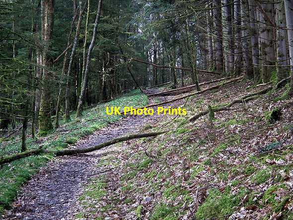 Photo 6"x4" Fallen trees on the path to Devil's Bridge Devil's Bridge\/Pontarfynach c2012
