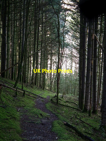 Photo 6"x4" In the forestry on the path to Devil's Bridge Devil's Bridge\/Pontarfynach c2012