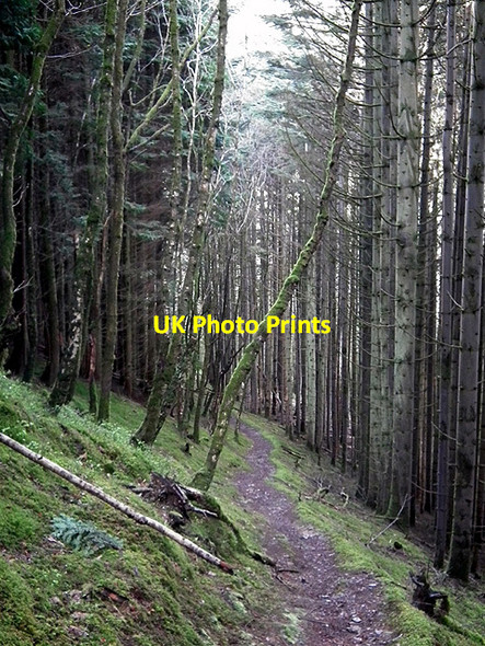 Photo 6"x4" In the forestry on the path to Devil's Bridge Devil's Bridge\/Pontarfynach c2012