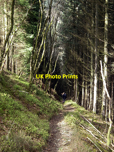 Photo 6"x4" The path to Devil's Bridge Devil's Bridge\/Pontarfynach c2012