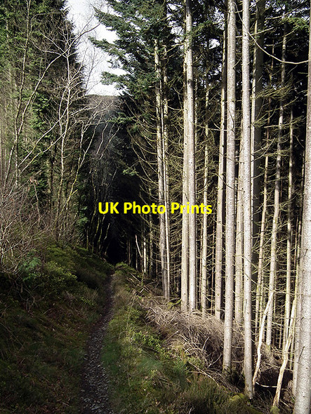 Photo 6"x4" In the forestry on the path to Devil's Bridge Devil's Bridge\/Pontarfynach c2012