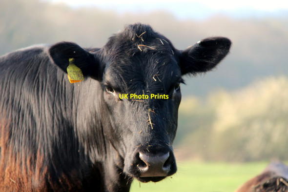 Photo 6"x4" Bullock, Coppleridge, Doreset Elm Hill\/ST8426 c2012