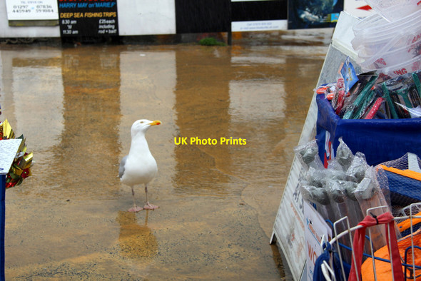 Photo 6"x4" Herring Gull (Larus argentatus) Lyme Regis c2012