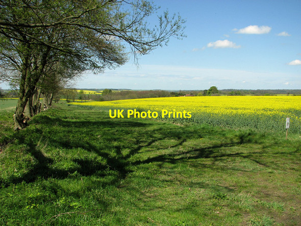 Photo 6"x4" Oilseed rape west of Littly Wood, Ousden Ousden c2012