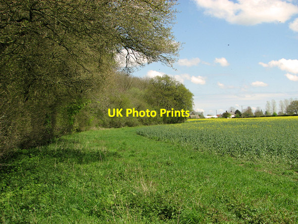 Photo 6"x4" View along the eastern edge of Littly Wood, Ousden Back Street c2012