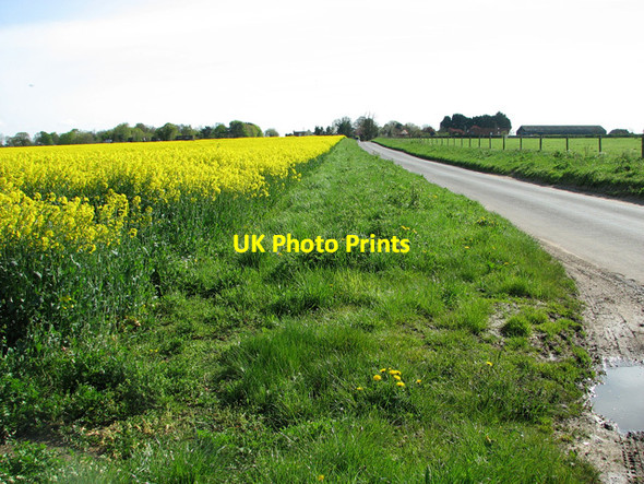 Photo 6"x4" Oilseed rape beside Roman Road to Upper Town, Pakenham Pakenham c2012