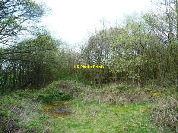 Photo 6"x4" Cockley Wood, east of Liley Lane Grange Moor c2012