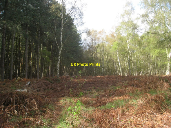 Photo 6"x4" The boundary between Long Wood and Nettleton Wood Nettleton\/TA1000 c2012