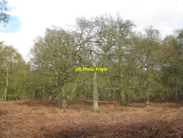 Photo 6"x4" Nettleton Wood (2) Nettleton\/TA1000 c2012