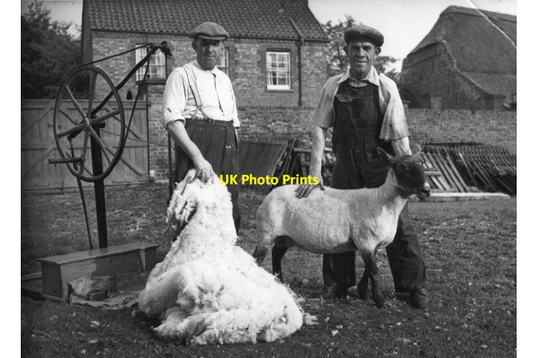 Photo 6"x4" Shearing sheep on The Peckover Estate, Wisbech Wisbech c1956