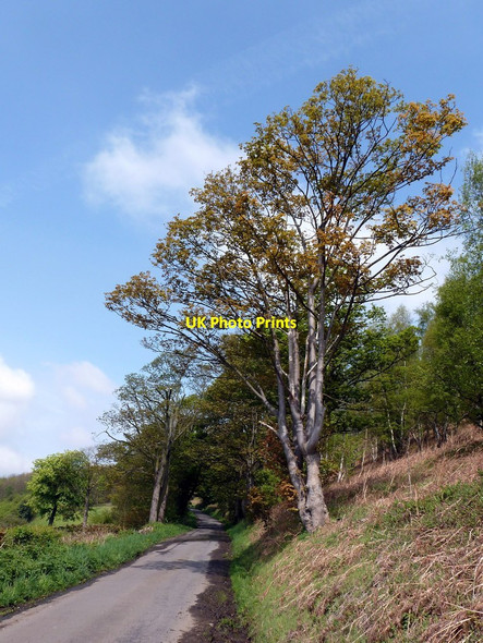 Photo 6"x4" Stubbing House Lane Birley Carr c2012