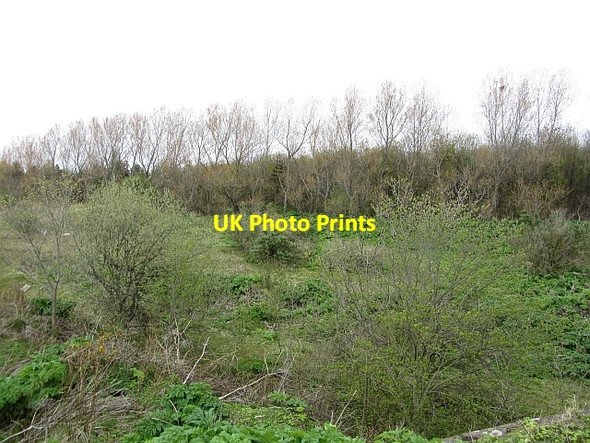 Photo 6"x4" Hogweed infestation Newcraighall c2012