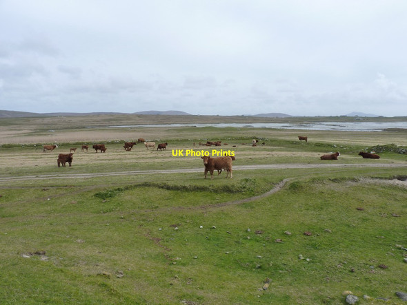Photo 6"x4" Cattle grazing at Rosamul Balranald c2012