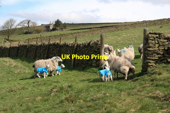 Photo 6"x4" Lambs with Rainmacs Colshaw c2012