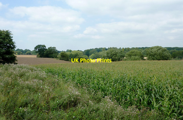Photo 6"x4" Maize field by Church Lawton Locks, Cheshire Alsager c2011