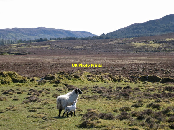 Photo 6"x4" Ewe and lamb in Strath Suardal Blackpark\/A' Phairce Dhubh c2012