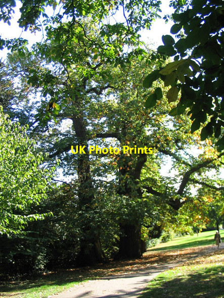 Photo 6"x4" Sweet chestnuts, Allesley Park Allesley c2009
