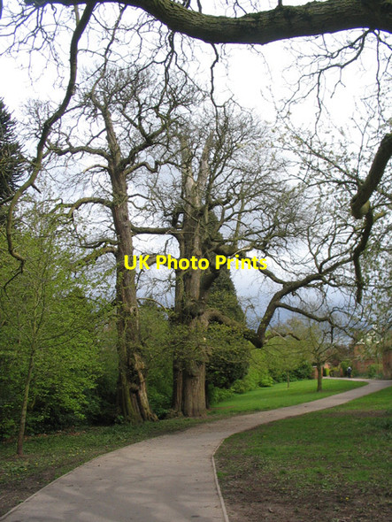 Photo 6"x4" Sweet chestnuts, Allesley Park Allesley c2012