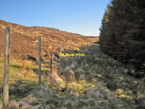 Photo 6"x4" Deer fence at the forest edge Teangue\/An Teanga c2012