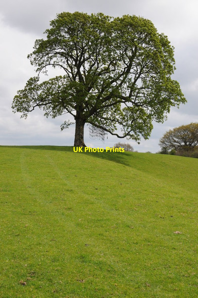 Photo 6"x4" Tree above the Arrow valley Michaelchurch-on-Arrow c2012