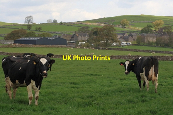 Photo 6"x4" Wetton Cows Wetton\/SK1055 c2012