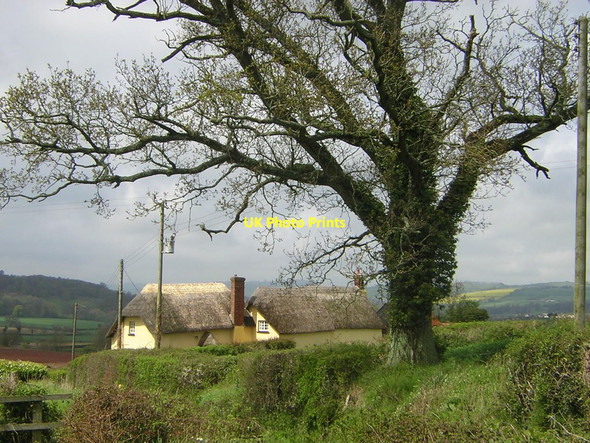 Photo 6"x4" Hollis Head: view downhill to National Trust cottages Beare\/SS9800 c2005