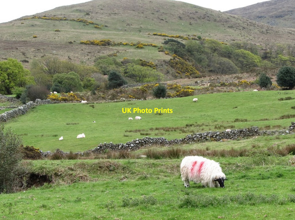 Photo 6"x4" Mourne Blackface Sheep in the Spinkwee Valley Newcastle\/J3732 c2012