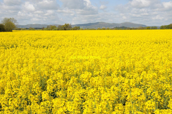 Photo 6"x4" Oilseed rape and the Malvern Hill Birch Green\/SO8545 c2012