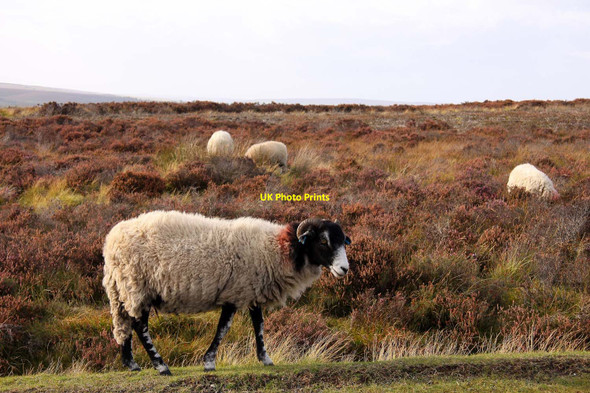 Photo 6"x4" Sheep on Goathland Moor Goathland c2011
