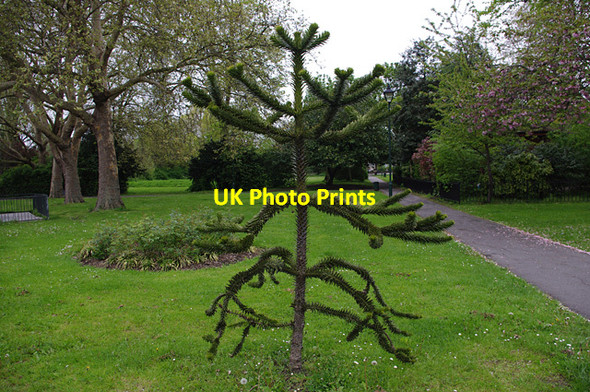 Photo 6"x4" Peckham Rye Camberwell c2012