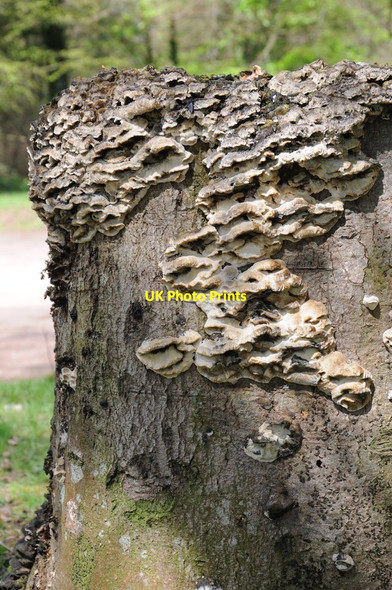 Photo 6"x4" Fungi on a tree stump Kempley c2012