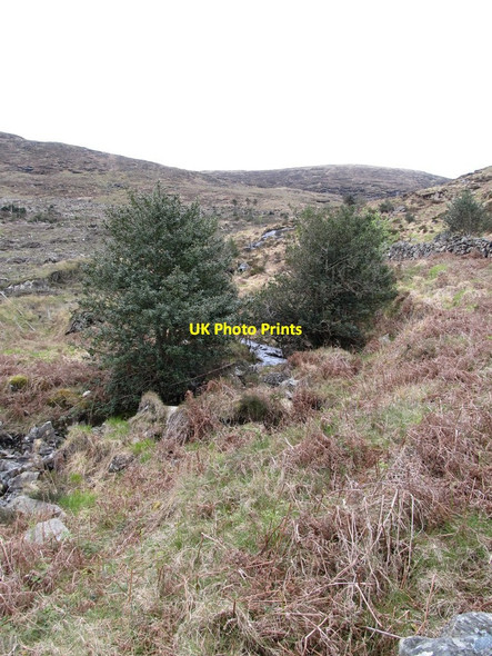 Photo 6"x4" Holly trees in the valley of a tributary of the Tullybranigan River Newcastle\/J3732 c2012
