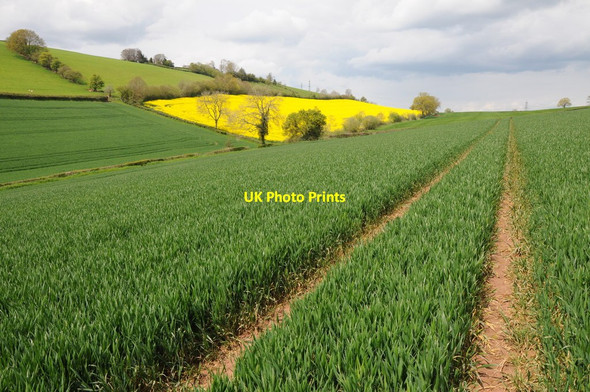 Photo 6"x4" Wheat and oilseed rape fields Boxbush\/SO6720 c2012