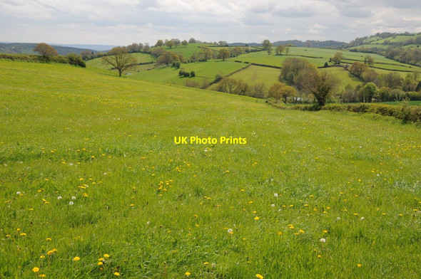 Photo 6"x4" Rolling farm Boxbush\/SO6720 c2012