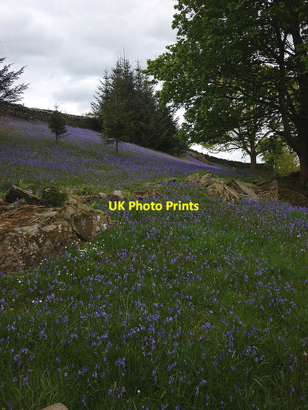 Photo 6"x4" Bluebells near High Leys Crook\/SD4695 c2012