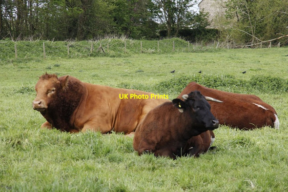 Photo 6"x4" Big Beast Eaton Hastings c2012