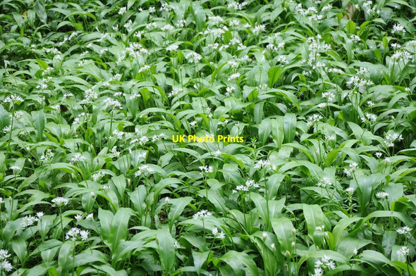 Photo 6"x4" Wild garlic or Ramsons Boxbush\/SO6720 c2012