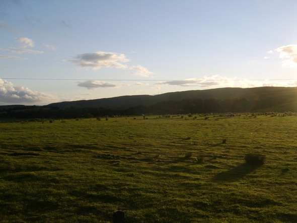 Photo 6"x4" Sheep grazing near the Muirhouses Bearsden c2008