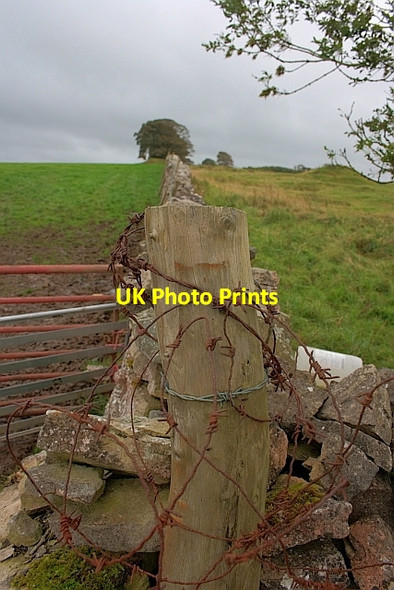 Photo 6"x4" Barbed Wire Reagill c2011
