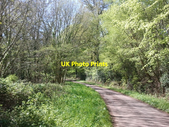 Photo 6"x4" Lane heading south through Ashclyst Forest Hollis Head c2012