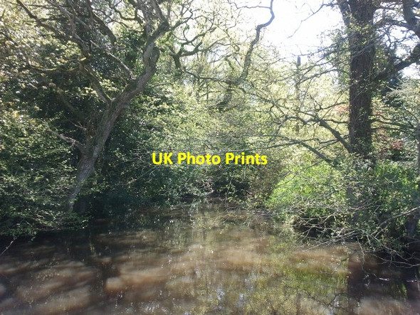 Photo 6"x4" Pond and trees near Sloughpool Farm Mutterton c2012