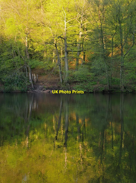 Photo 6"x4" The pond at Friday Street, in May Friday Street\/TQ1245 c2012