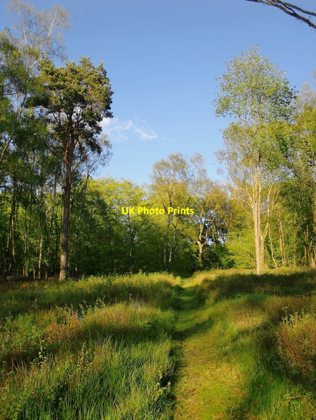 Photo 6"x4" Severells Copse: view east towards Broadmoor car park Broadmoor\/TQ1345 c2012
