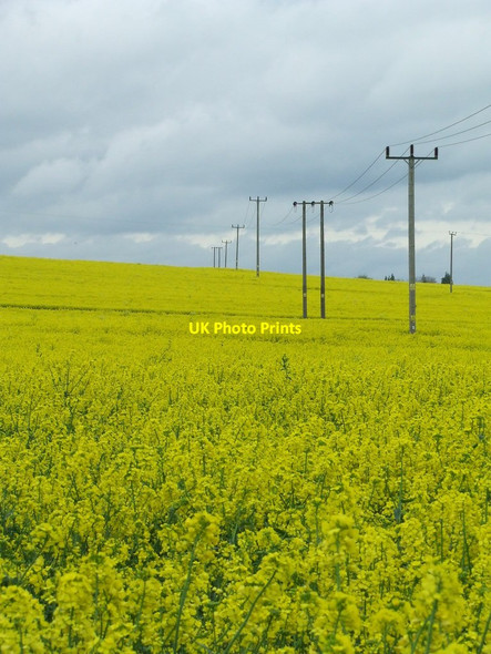 Photo 6"x4" Oil Seed Rape Calford Green c2012