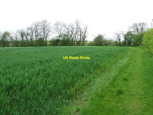 Photo 6"x4" Footpath And Field Boundary Mickfield c2012