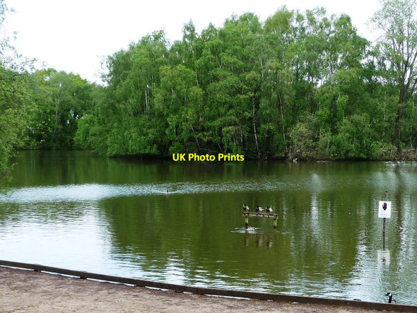Photo 6"x4" Mallards perched on a notice, Shakerley Mere Rudheath Woods c2012