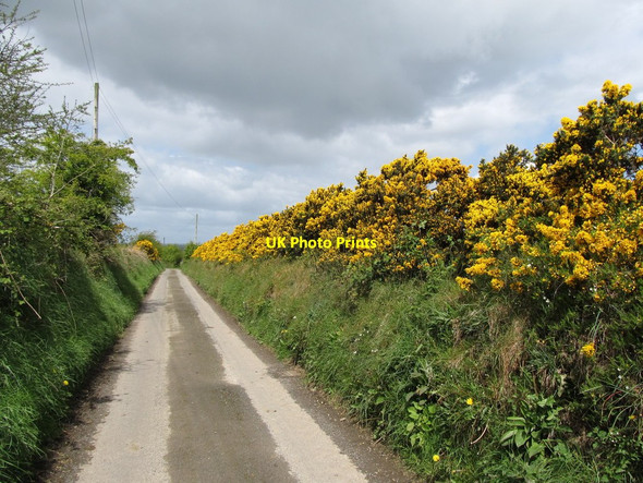 Photo 6"x4" Whin hedge alongside a narrow lane linking Divernagh Road and Chapel Road Kingsmills c2012